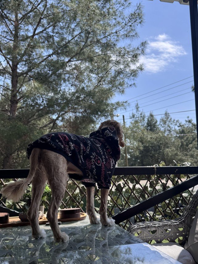 Doğa Deniz Kocatürk