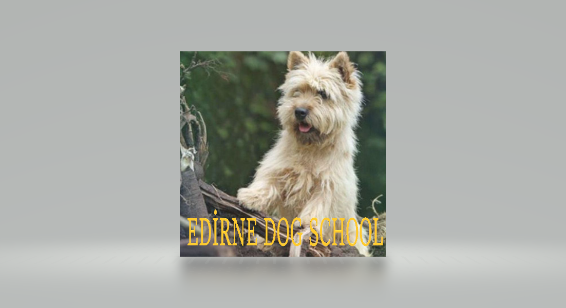 Edirne Dog School