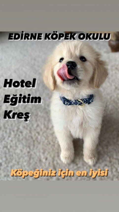 Edirne Dog School