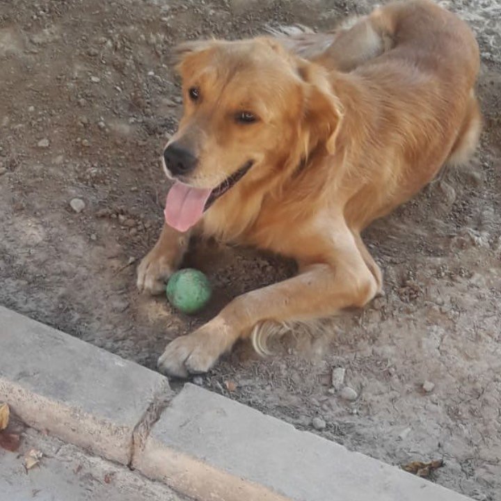 Ege Köpek Evi