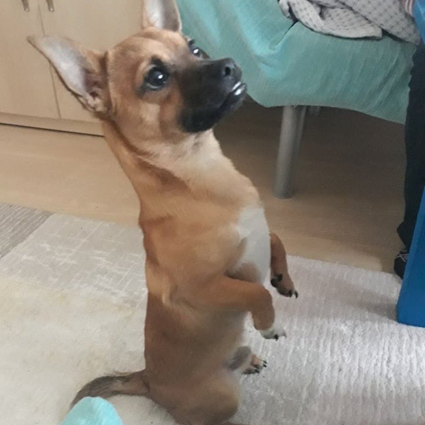 Ege Köpek Evi