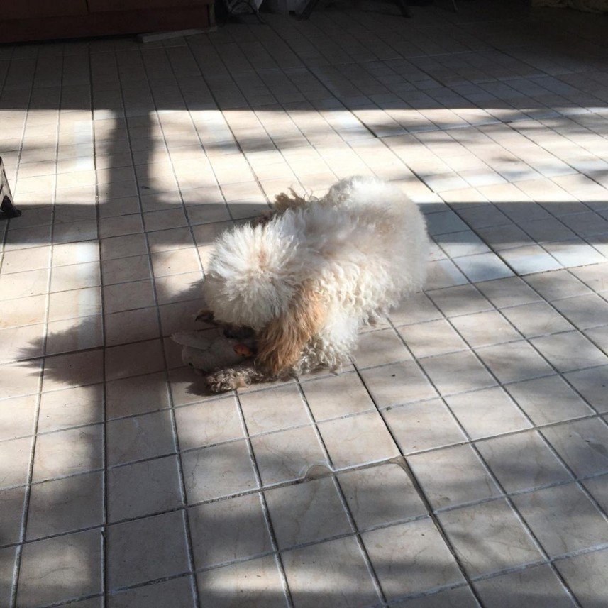 Ege Köpek Evi
