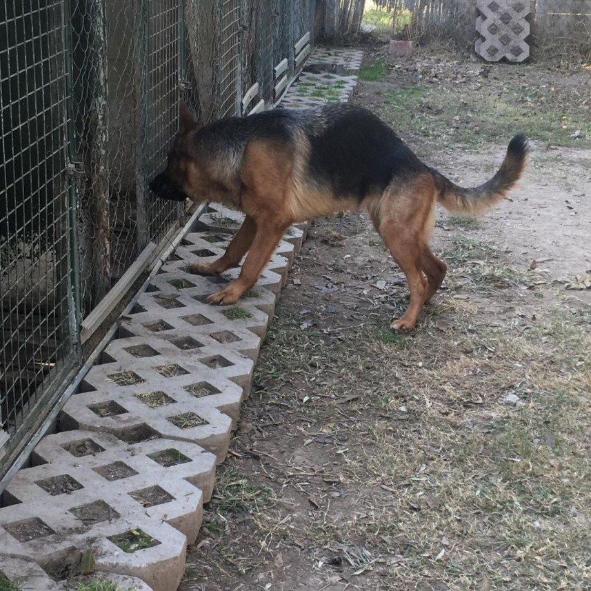 Ege Köpek Evi