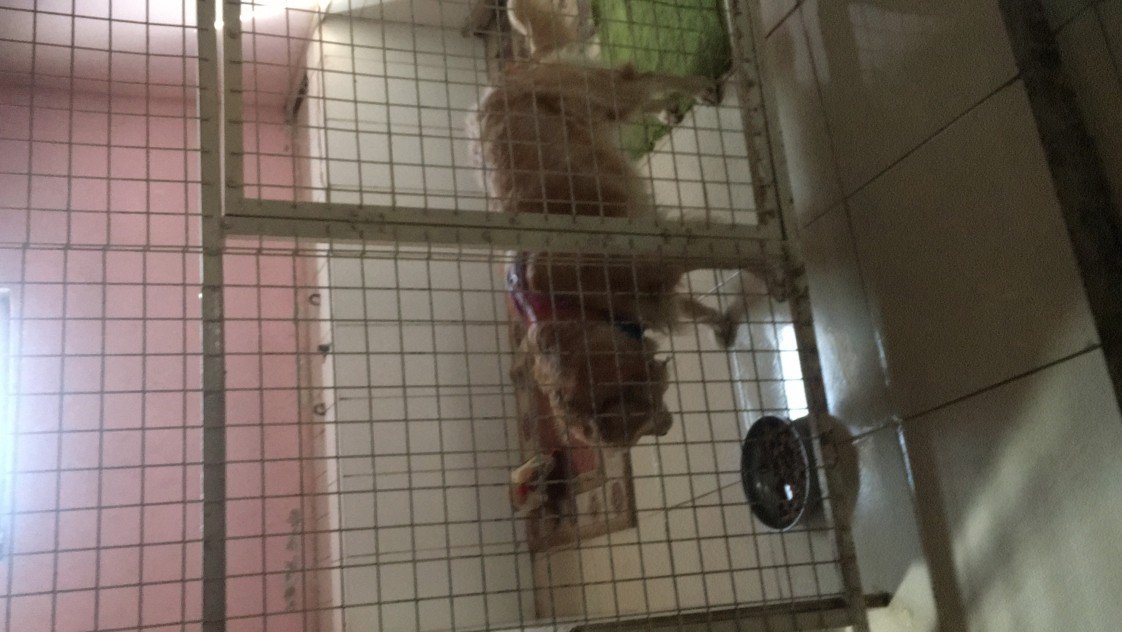 Ege Köpek Evi