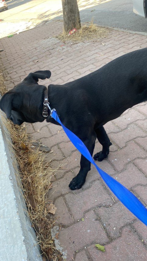 Ertuğrul Özoylumlu