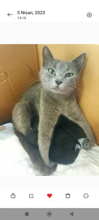 Esra Aktepe Ülgezen