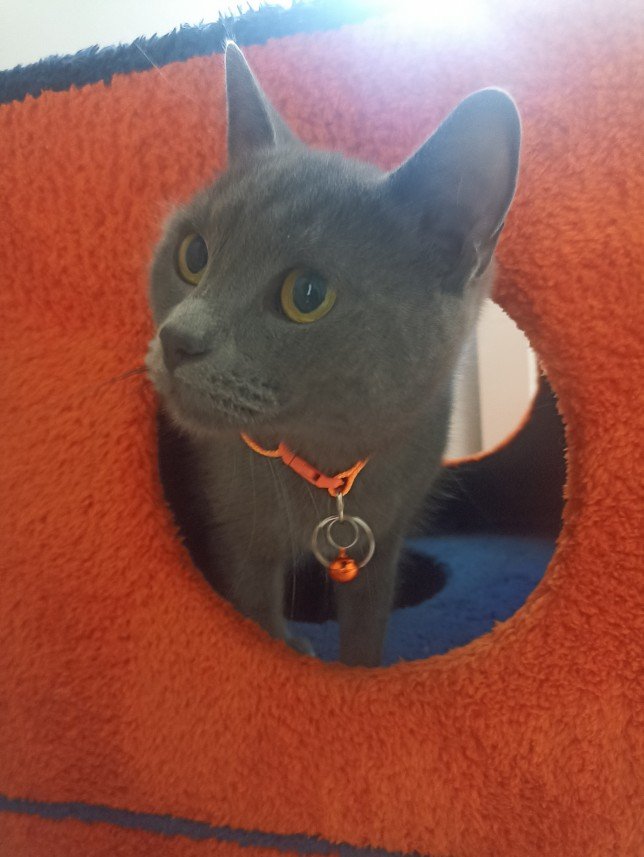 Esra Aktepe Ülgezen