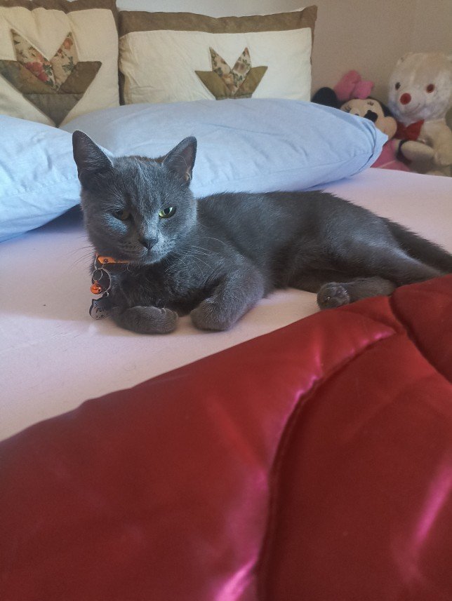 Esra Aktepe Ülgezen