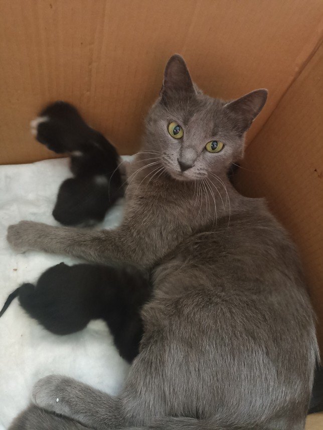 Esra Aktepe Ülgezen