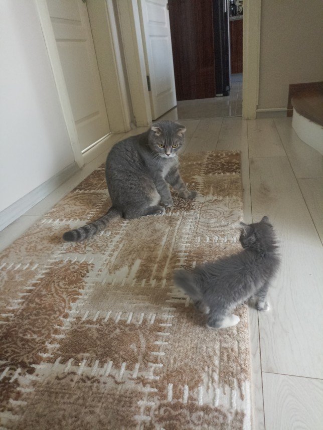 Esra Aktepe Ülgezen