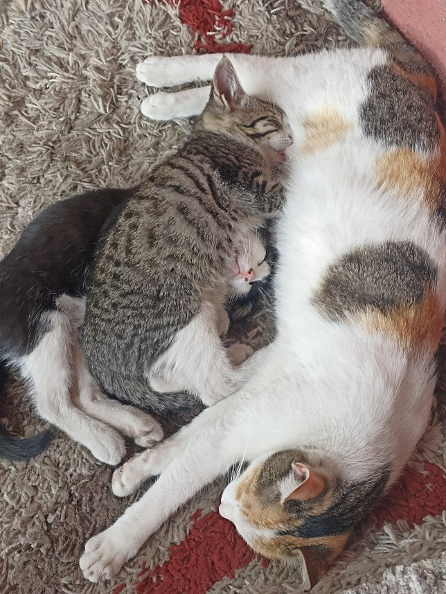 Esra Aktepe Ülgezen