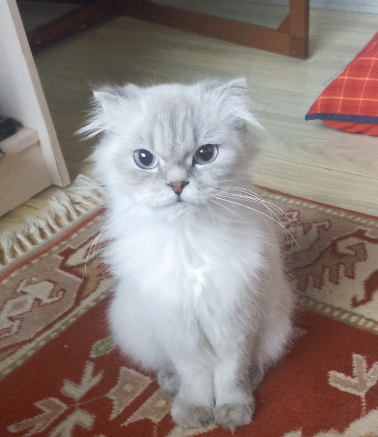 Esra Aktepe Ülgezen