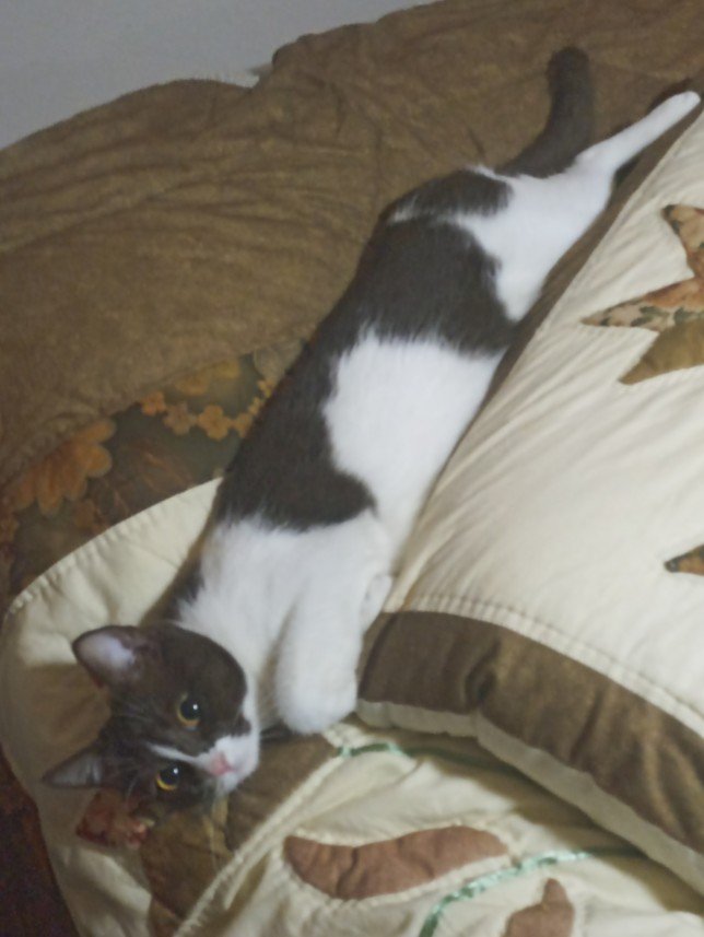 Esra Aktepe Ülgezen