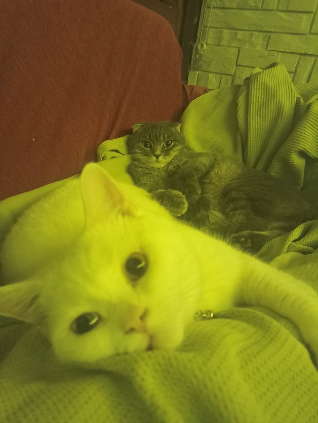 Esra Aktepe Ülgezen