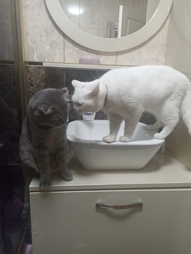 Esra Aktepe Ülgezen