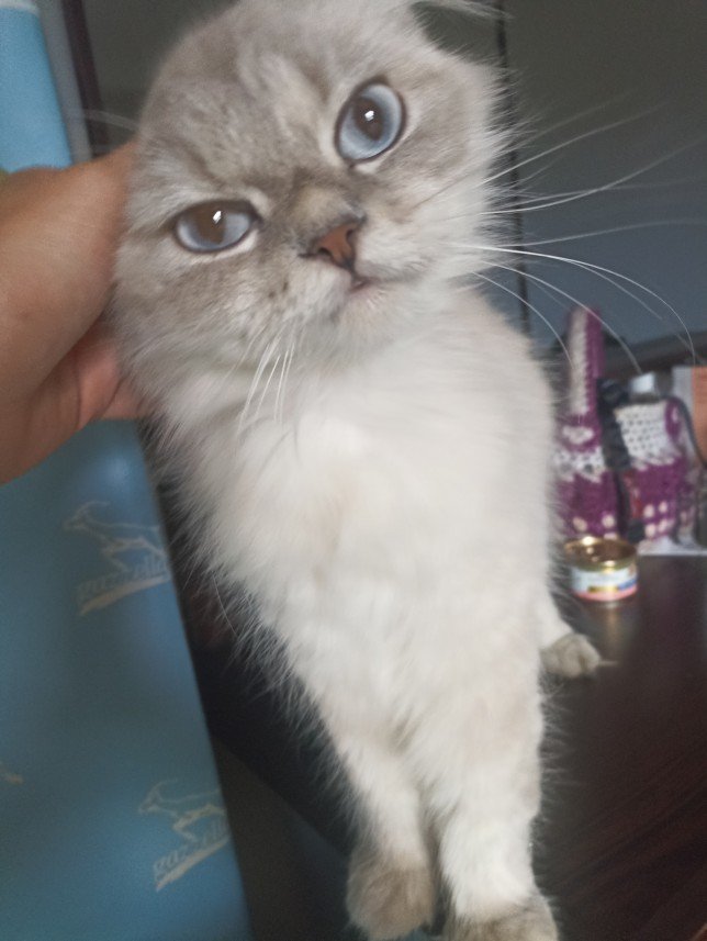 Esra Aktepe Ülgezen