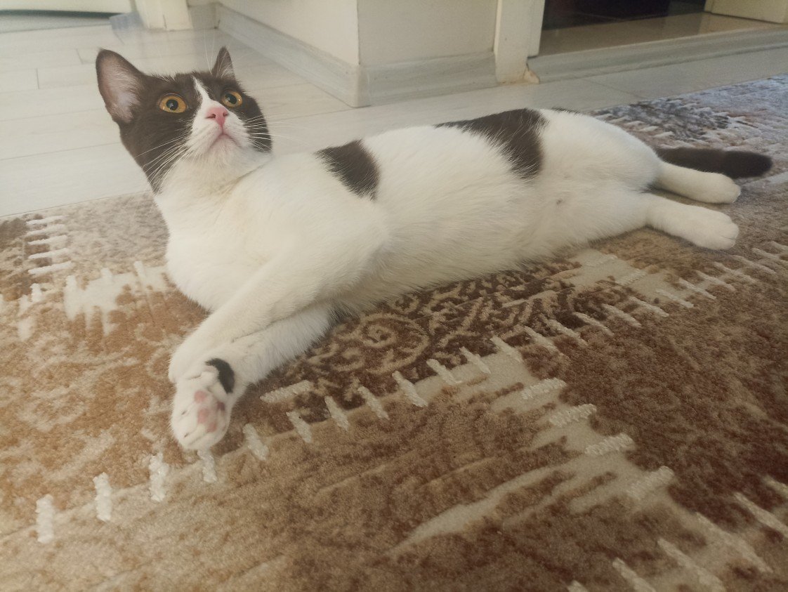 Esra Aktepe Ülgezen