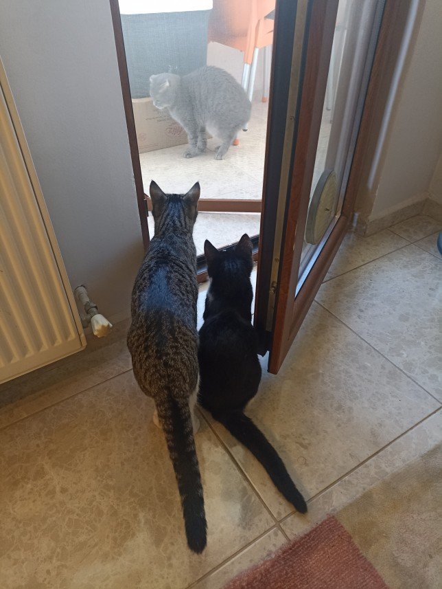 Esra Aktepe Ülgezen