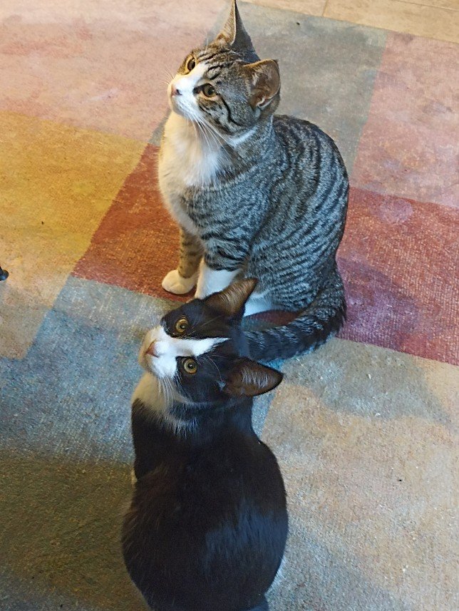 Esra Aktepe Ülgezen