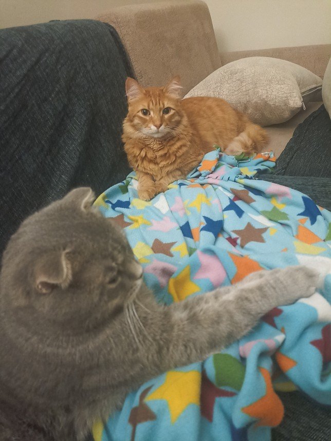 Esra Aktepe Ülgezen