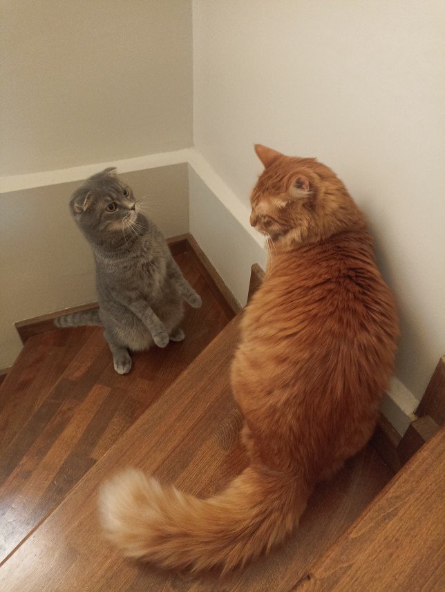 Esra Aktepe Ülgezen