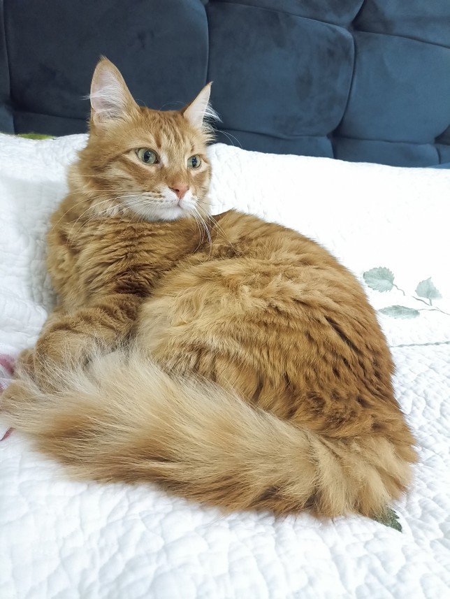 Esra Aktepe Ülgezen