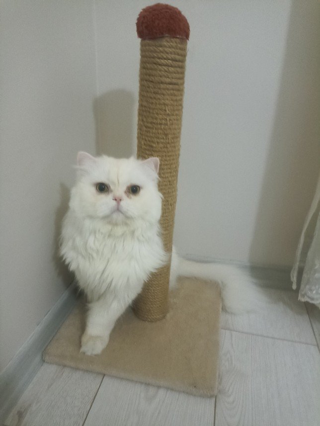 Esra Aktepe Ülgezen