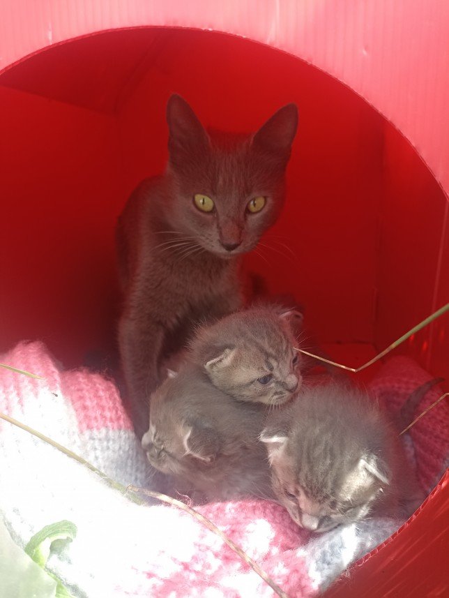 Esra Aktepe Ülgezen