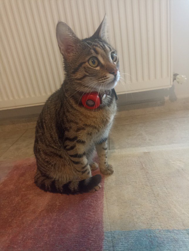 Esra Aktepe Ülgezen