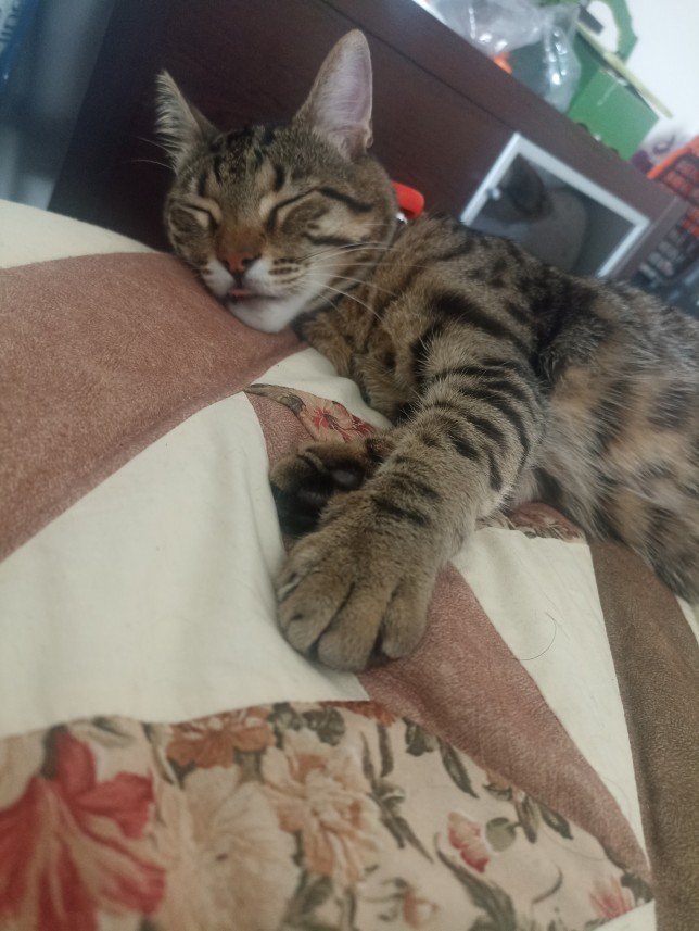 Esra Aktepe Ülgezen