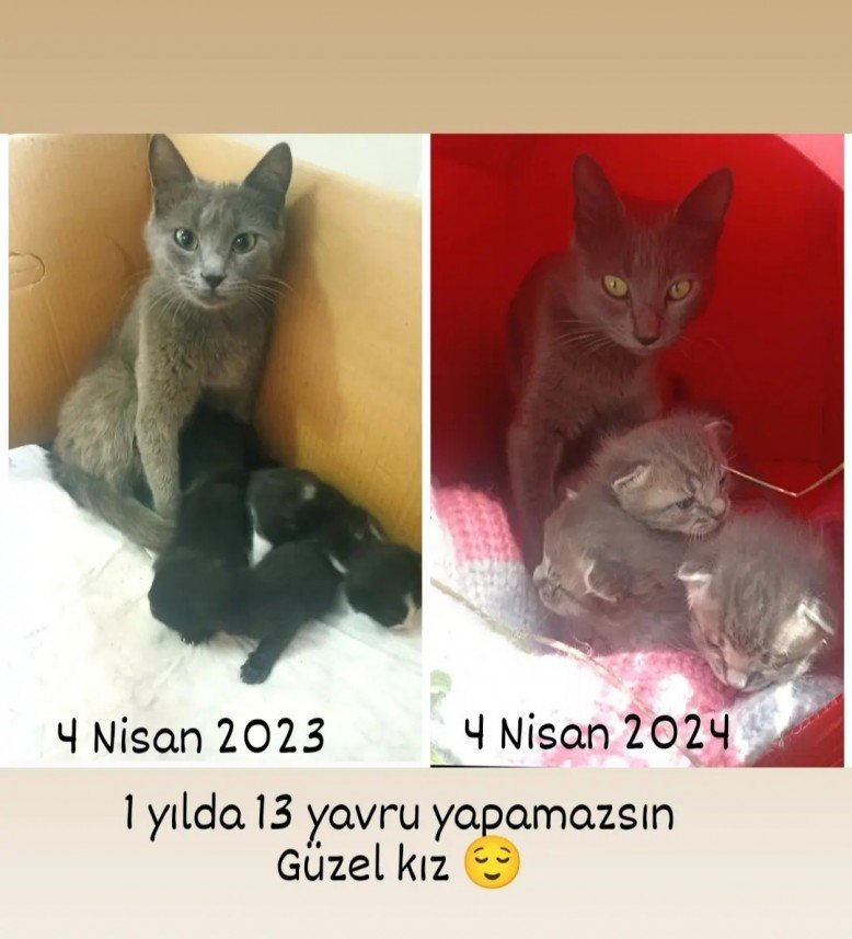 Esra Aktepe Ülgezen