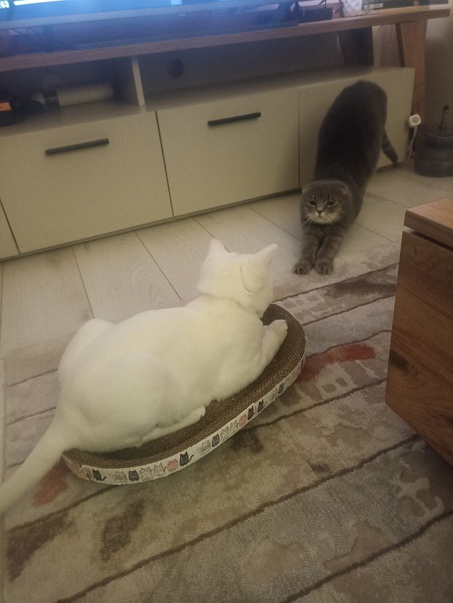 Esra Aktepe Ülgezen