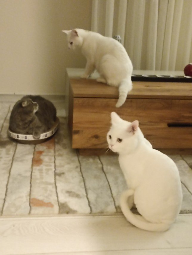 Esra Aktepe Ülgezen