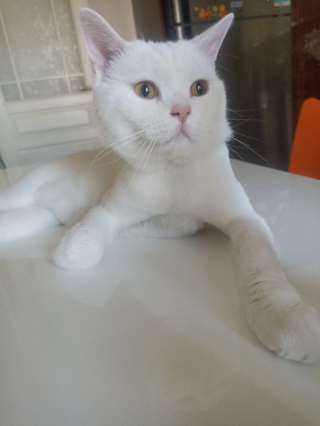 Esra Aktepe Ülgezen