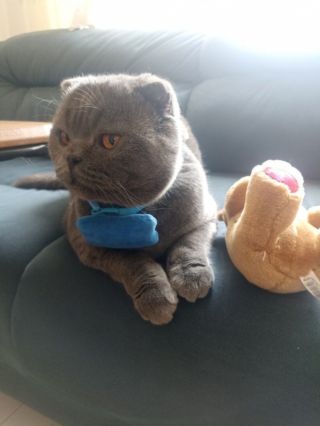 Esra Aktepe Ülgezen