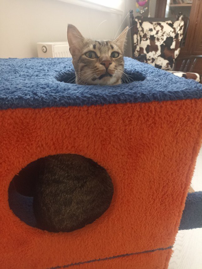 Esra Aktepe Ülgezen