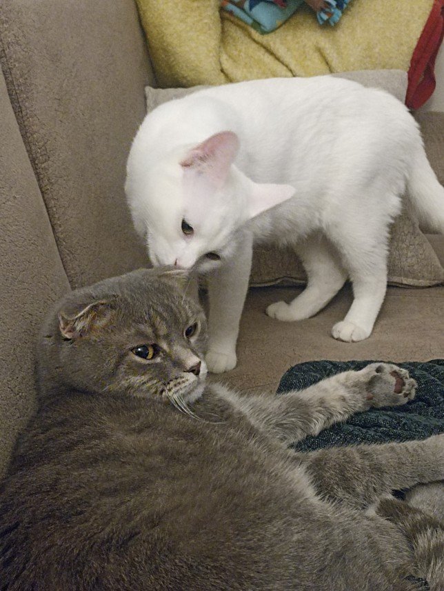 Esra Aktepe Ülgezen