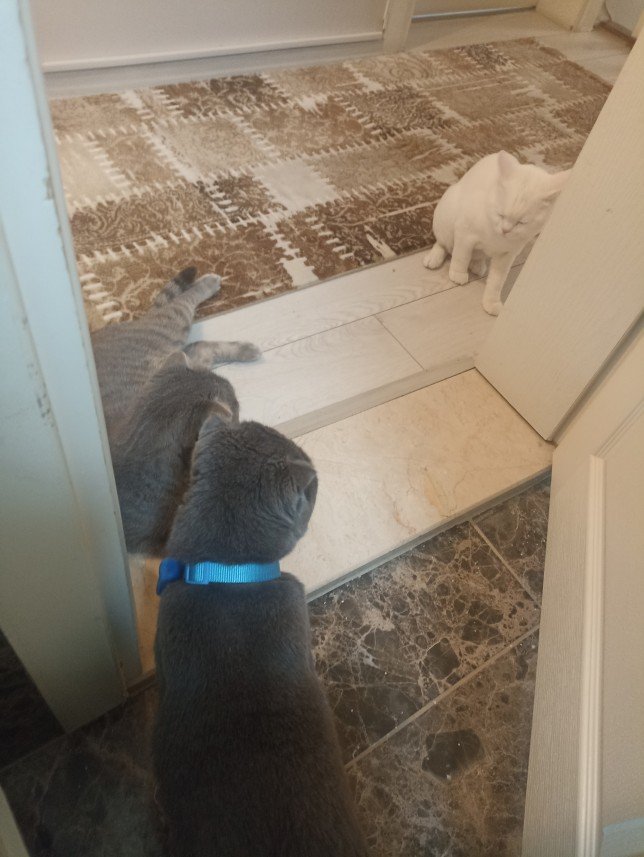 Esra Aktepe Ülgezen