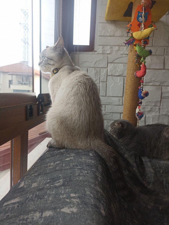 Esra Aktepe Ülgezen