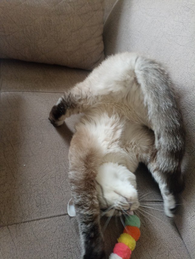 Esra Aktepe Ülgezen