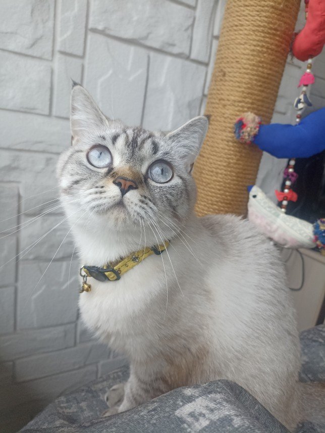 Esra Aktepe Ülgezen