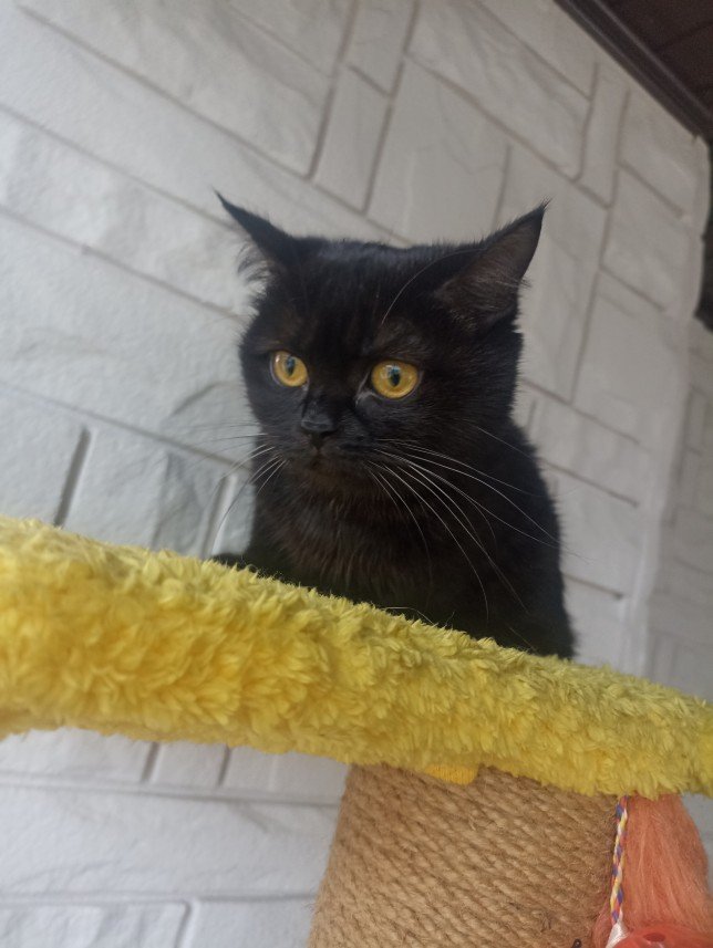 Esra Aktepe Ülgezen