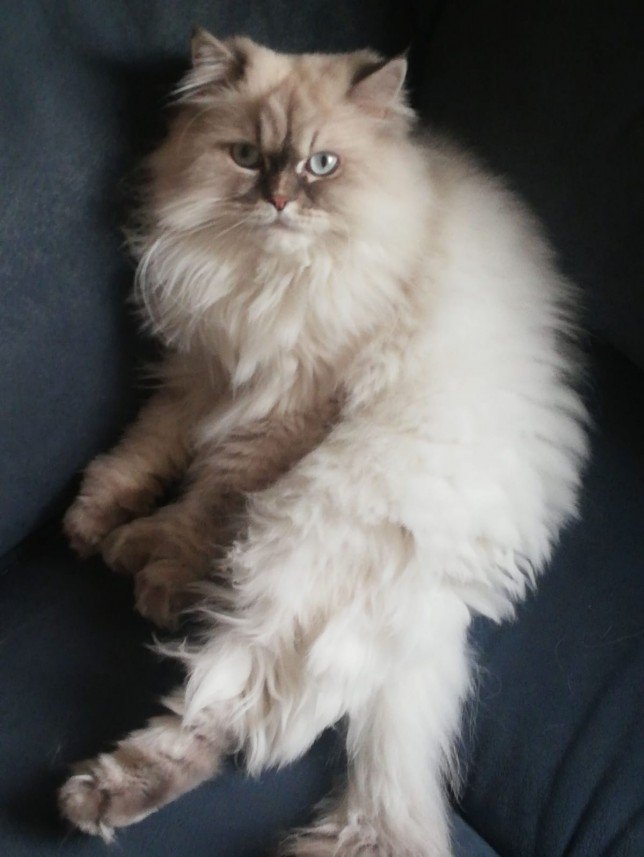 Esra Aktepe Ülgezen