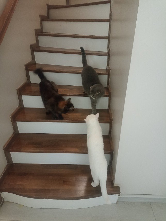 Esra Aktepe Ülgezen