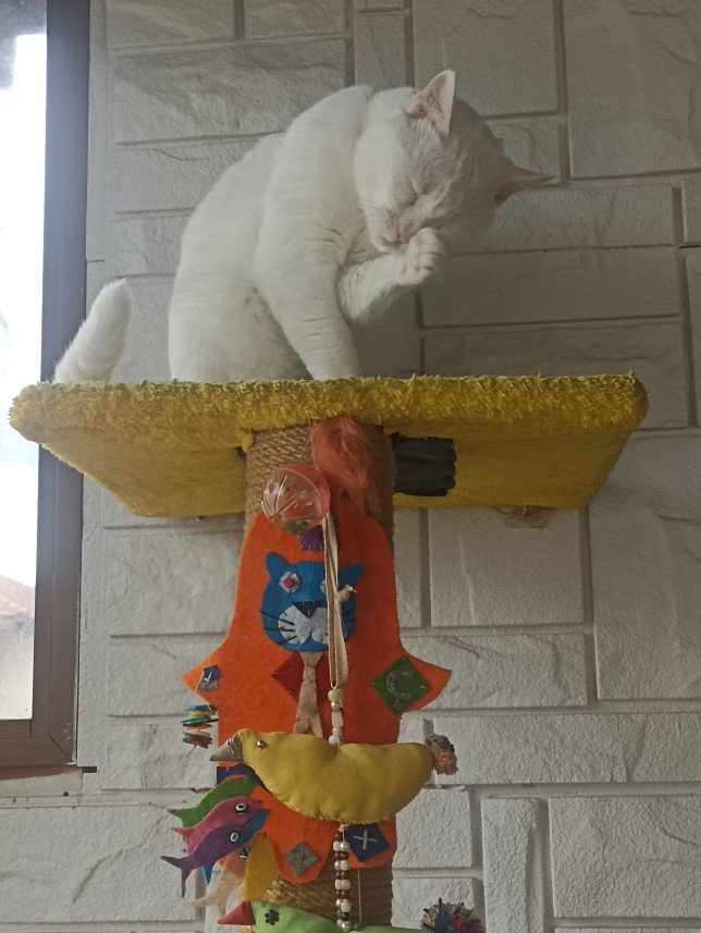 Esra Aktepe Ülgezen