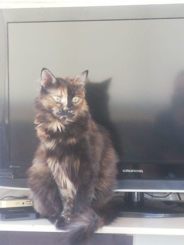 Esra Aktepe Ülgezen