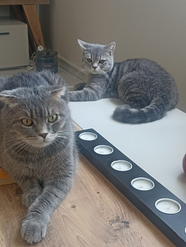 Esra Aktepe Ülgezen