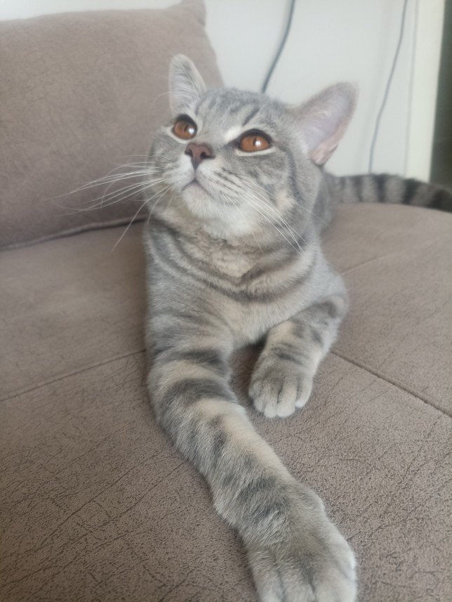 Esra Aktepe Ülgezen