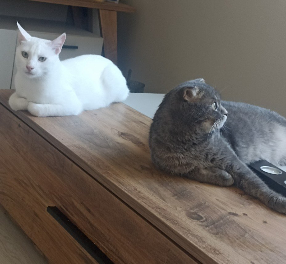 Esra Aktepe Ülgezen