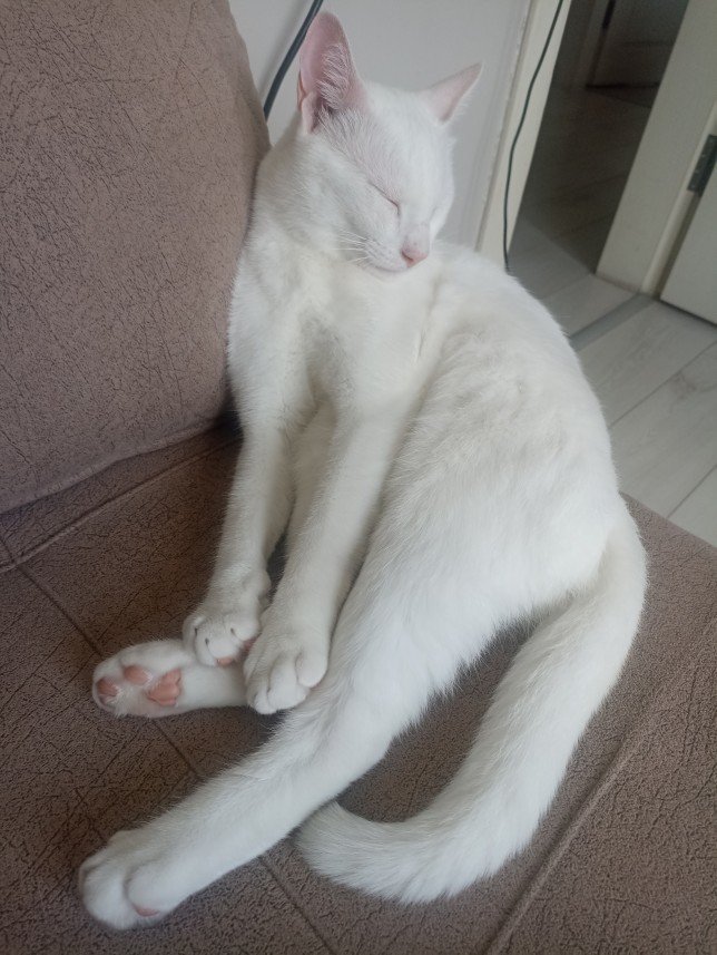 Esra Aktepe Ülgezen